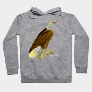 hawk,bald eagle,falcon,golden eagle,birdie,bird Hoodie